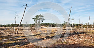 Dying trees in a desolate landscape