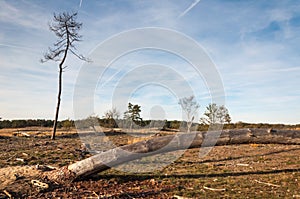 Dying trees in a desolate landscape
