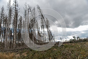Dying trees forest dieback in german national park
