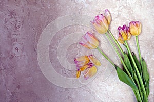 Dying Tulips on Distressed Stone Background with Space for Copy