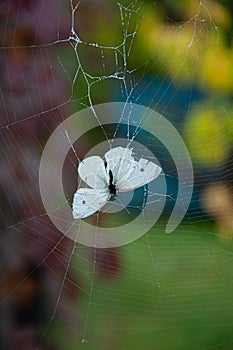 Dying white butterfly Pieris Brassicae trapped into thin white threads of spider web with colorful bokeh background. Fragility