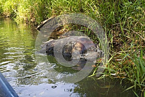 Dying wild boar on the bank of the river, ASF dead boar