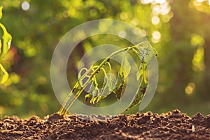 dying withered sprout in earth, drought season climates