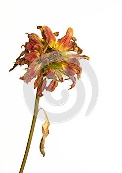Dying yellow dahlia Flower on a white background