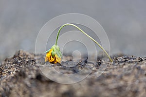 Dying yellow flower on cowpat