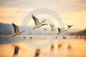dynamic angle of geese v-formation against evening glow
