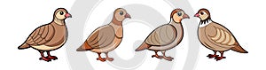 Dynamic Chukar Partridge Bird Artwork