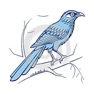Dynamic Blue-Faced Malkoha Bird Representation