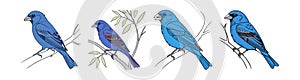 Dynamic Blue Grosbeak Bird Artwork