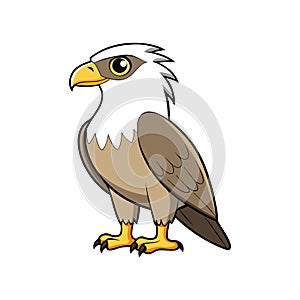 Dynamic Blyth's Hawk-Eagle Bird Illustration in Vibrant Colors