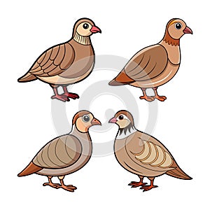 Dynamic Chukar Partridge Bird Artwork