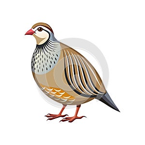 Dynamic Chukar Partridge Bird Artwork