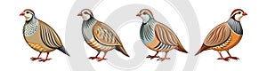 Dynamic Chukar Partridge Bird Artwork