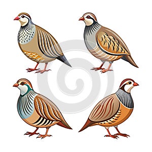 Dynamic Chukar Partridge Bird Artwork