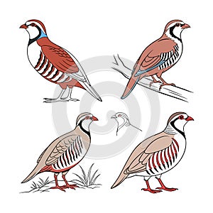 Dynamic Chukar Partridge Bird Artwork