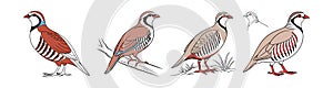 Dynamic Chukar Partridge Bird Artwork