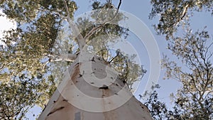 Dynamic close-up. Eucalypt Gum Tree Plant in park of Israel.