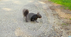 Dynamic footage black squirrel agilely darts across bustling road and indulges in nutty treats Another glimpse shows