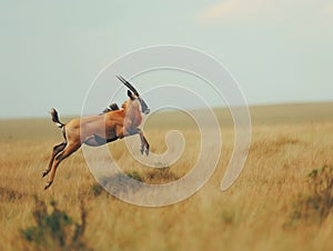 Dynamic Leap of a Topi Antelope