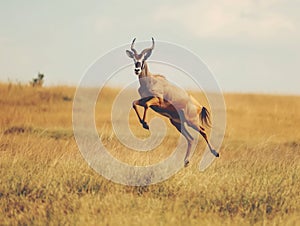 Dynamic Leap of a Topi Antelope