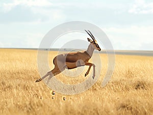 Dynamic Leap of a Topi Antelope