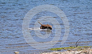 Dynamic photo of a brown dog shaking water off itself while standing in the middle of water near the shore