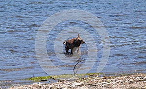 Dynamic photo of a brown dog shaking water off itself while standing in the middle of water near the shore