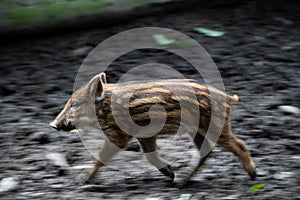 Dynamic photo of a wild boar baby in full motion
