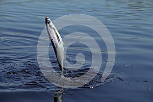 Dynamic picture when Sabrefish are fishing