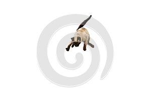 Portrait of cute Thai cat with blue eyes jumping, flying isolated on white studio background. Concept of domestic animal