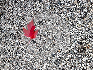 Dynamic Red Fall Leaf against Road