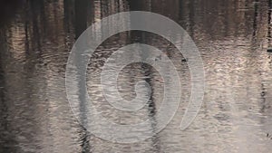 Dynamic reflection of trees by the water surface