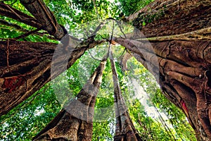 Dynamic view inside a huge fig tree