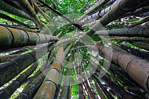 Dynamic wide angle close up of a bamboo tree forest