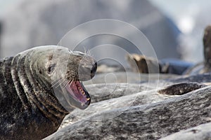 Dynamic wildlife. Seal with mouth open. Lauging animal picture