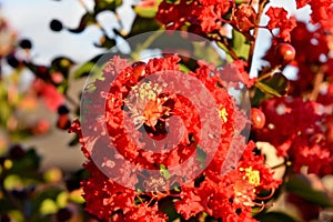 Dynamite Red Crape myrtle Tree,