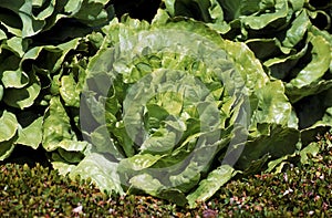 Dynamo Lettuce, lactuca sativa photo