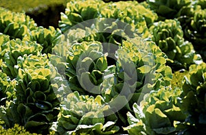 Dynamo Lettuce, lactuca sativa