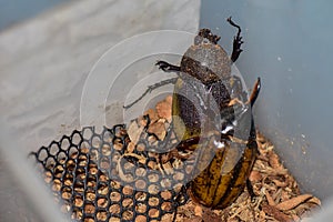 Dynastes hercules Male and female