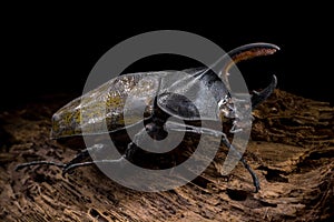 Dynastes tityus climbs on wood