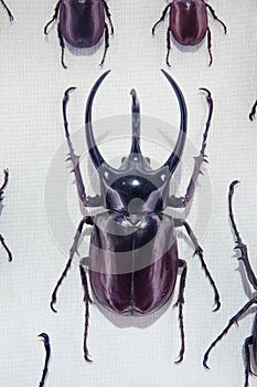 dynastidae beetle specimen