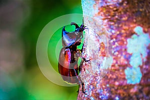 Dynastinae on the branch in the forest