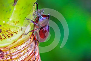 Dynastinae on the branch in the forest