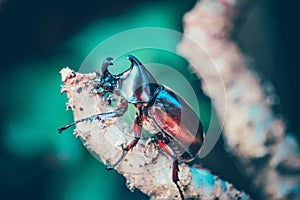 Dynastinae on the branch in the forest