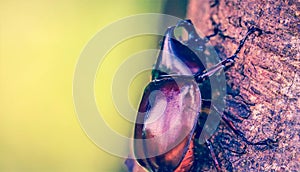 Dynastinae on the branch in the forest