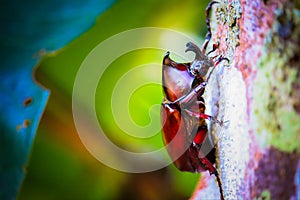 Dynastinae on the branch in the forest