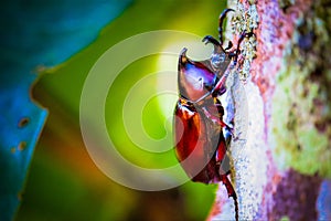 Dynastinae on the branch in the forest photo