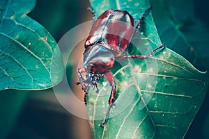 Dynastinae on the branch in the forest photo