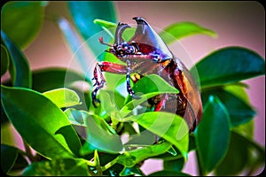 Dynastinae on the branch in the forest photo