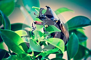 Dynastinae on the branch in the forest photo